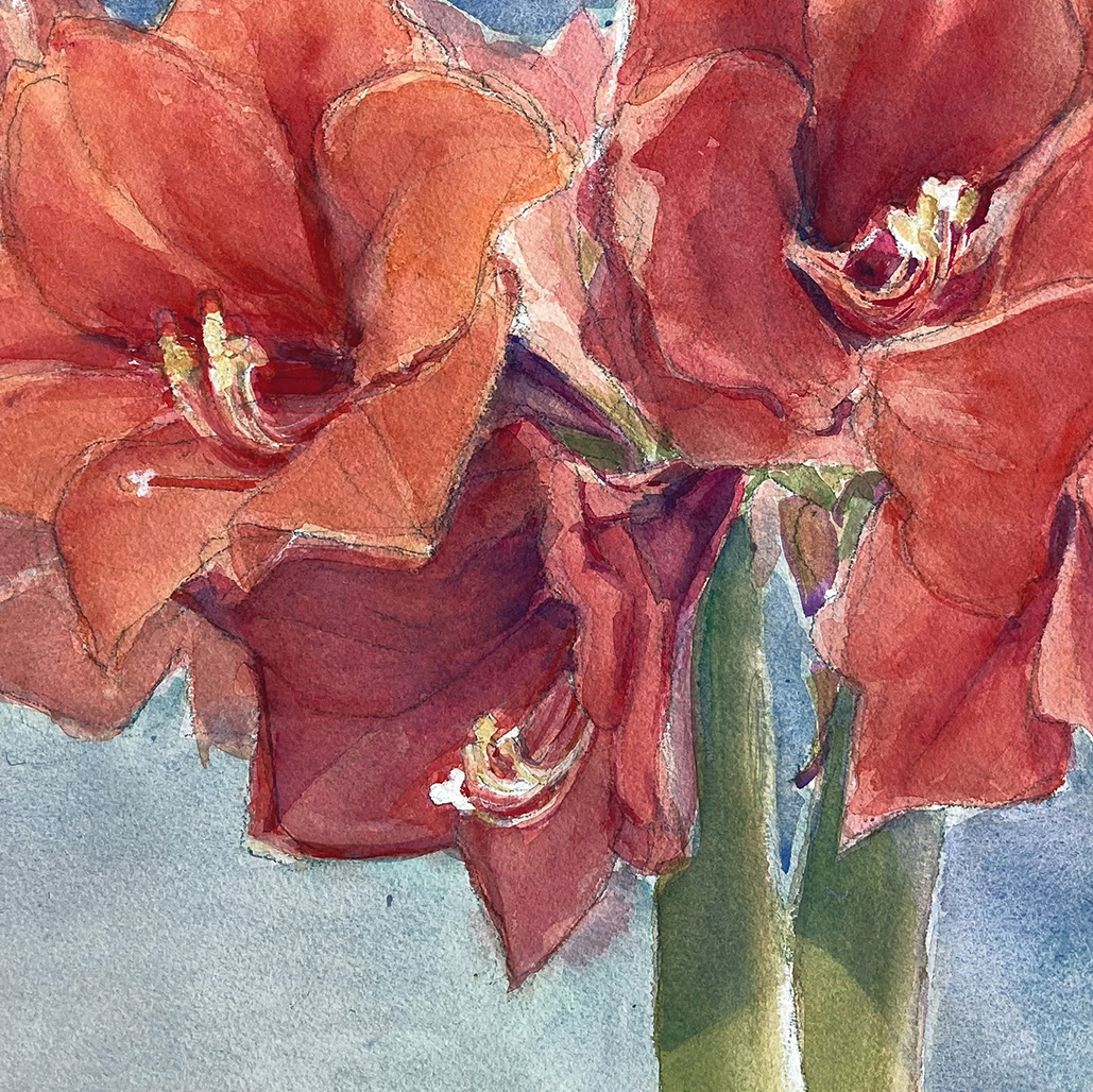Amaryllis
