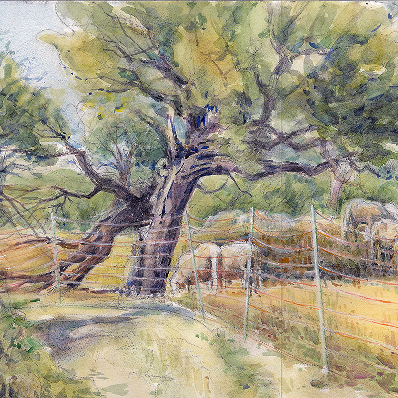 Weide bei Winterhausen